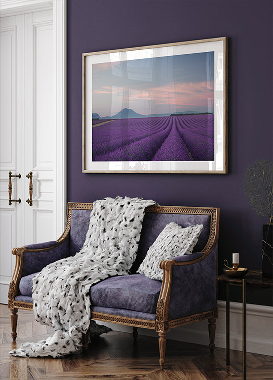 campo de lavanda