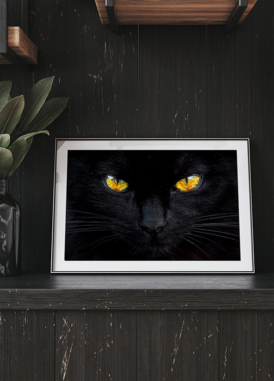 El hipnotizador de la noche