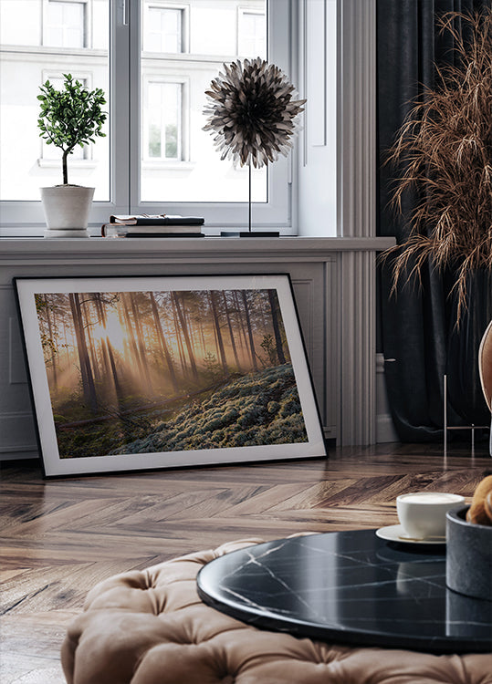 Póster Niebla en el bosque con musgo blanco en primer plano