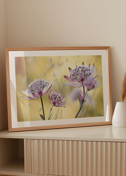 Astrantia Mayor Póster