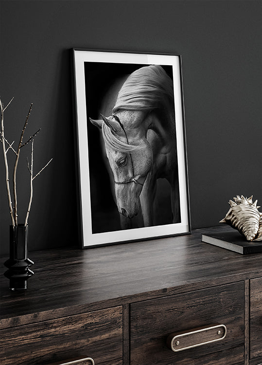 Póster Semental blanco