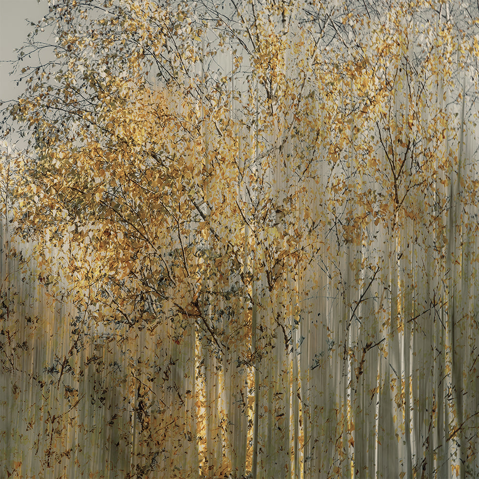 Birch impression Plakat - Posterbox