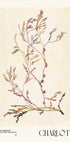 Watercolor print collection. Flower market - Charlotte - Posterbox