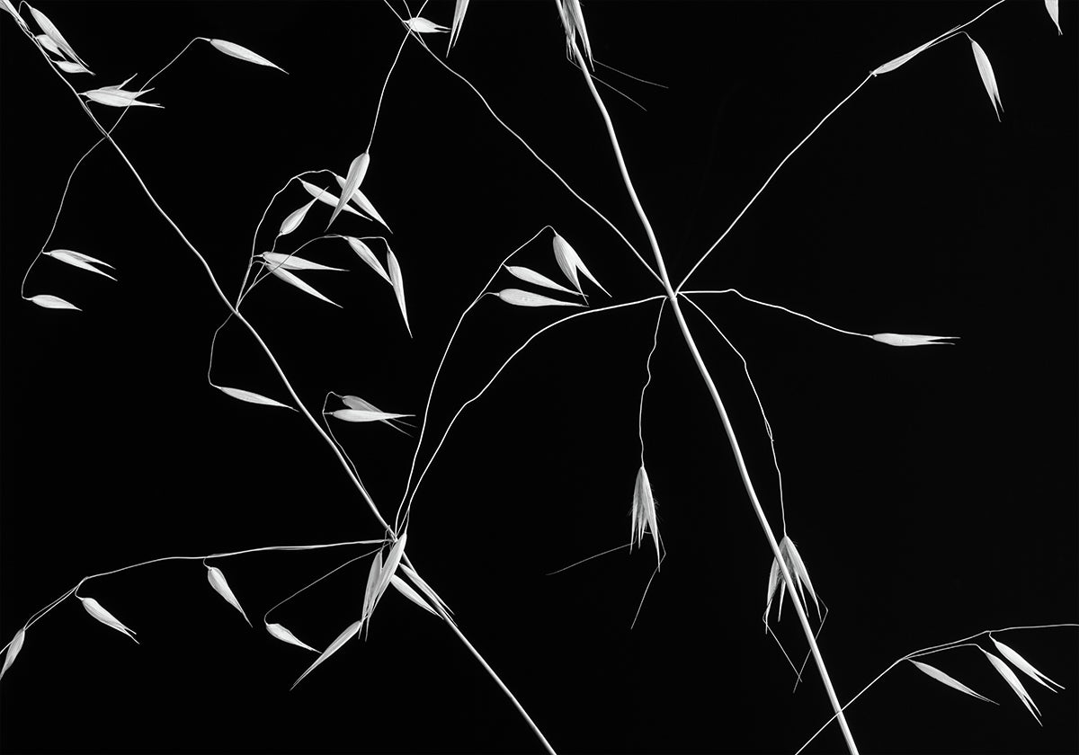 Crossed Lines - Posterbox