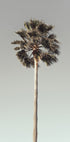 Palm_001 - Posterbox