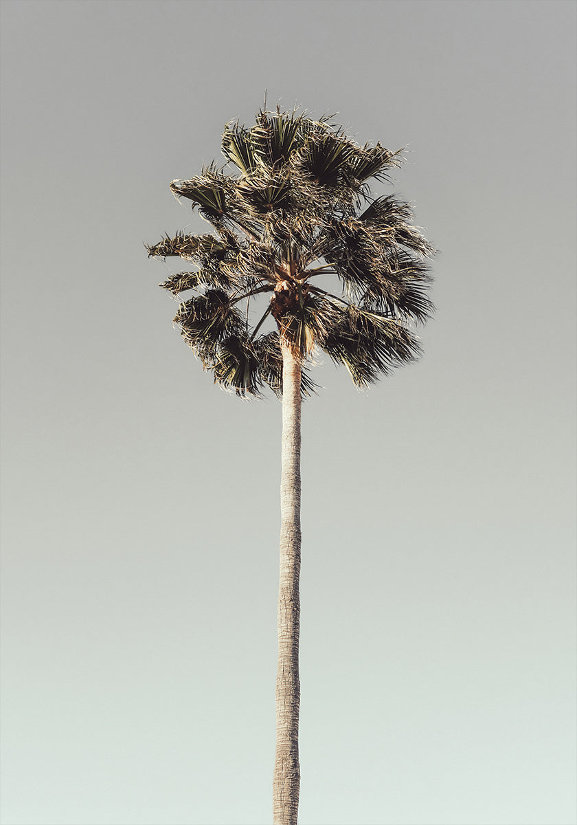 Palm_001 - Posterbox