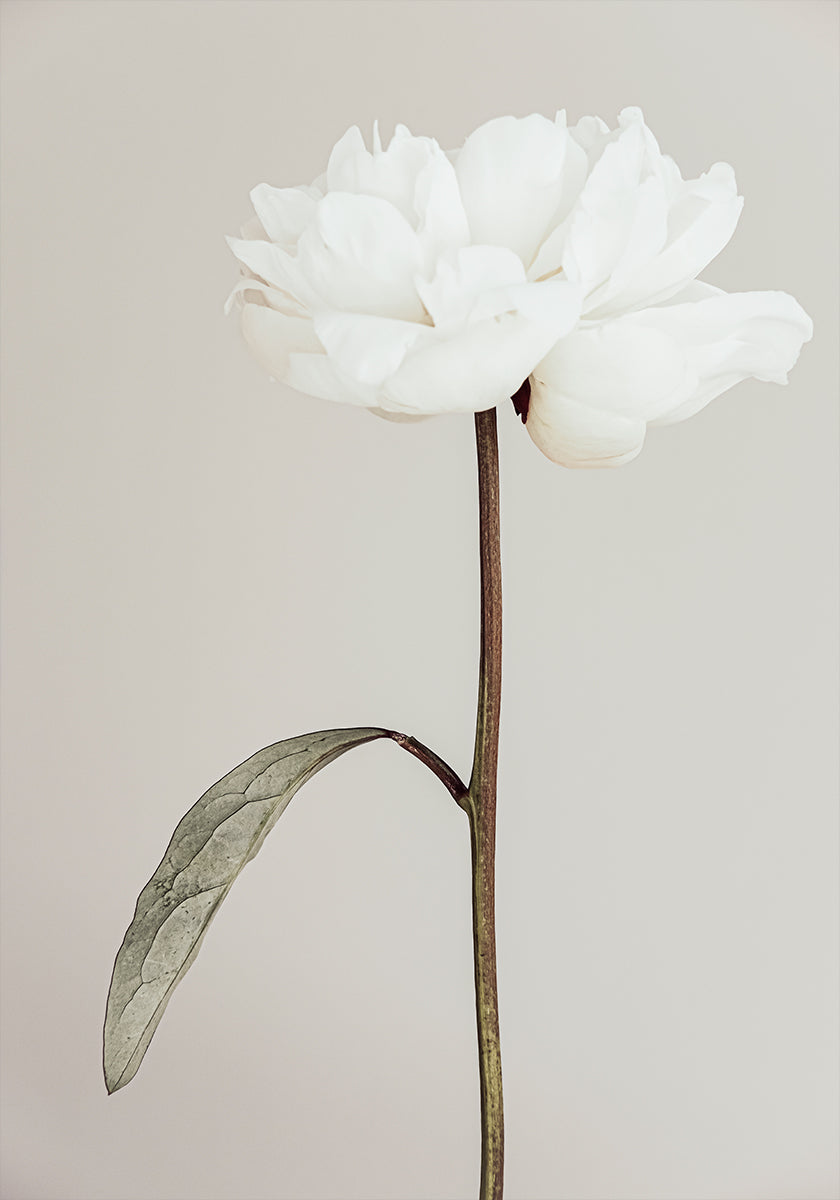 Peony 07 Plakat - Posterbox