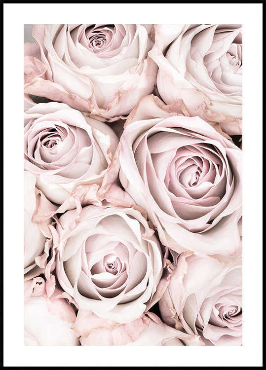 Pink Roses No 01 - Posterbox