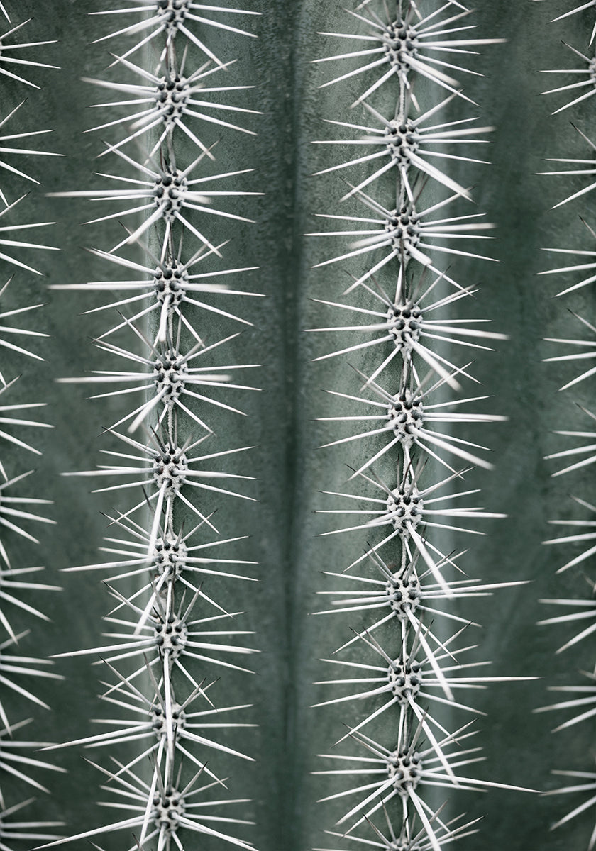 Cactus green Plakat - Posterbox
