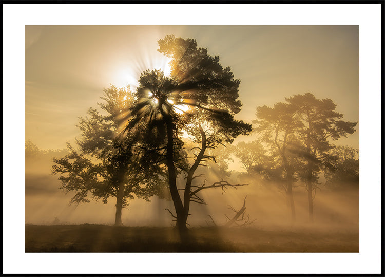 Popping sunrise.... (NEW) - Posterbox