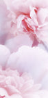 Pink Peonies Plakat - Posterbox.dk