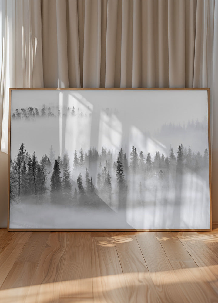 Bosque de niebla