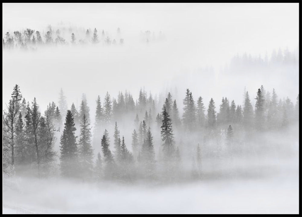 Bosque de niebla