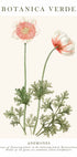 Anemones Plakat - Posterbox.dk
