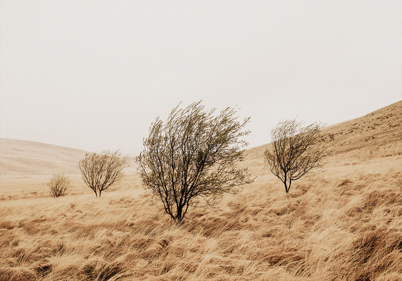 Autumn Grassy Field and Trees Plakat - Posterbox.dk