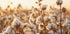 Cotton Flowers at Sunset Plakat - Posterbox.dk