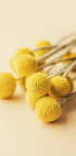 Craspedia Globosa Flowers Plakat - Posterbox.dk