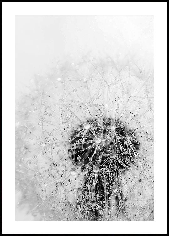 Dandelion Flower with Dew Plakat - Posterbox.dk