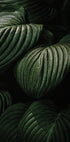 a close up of a bunch of green leaves
