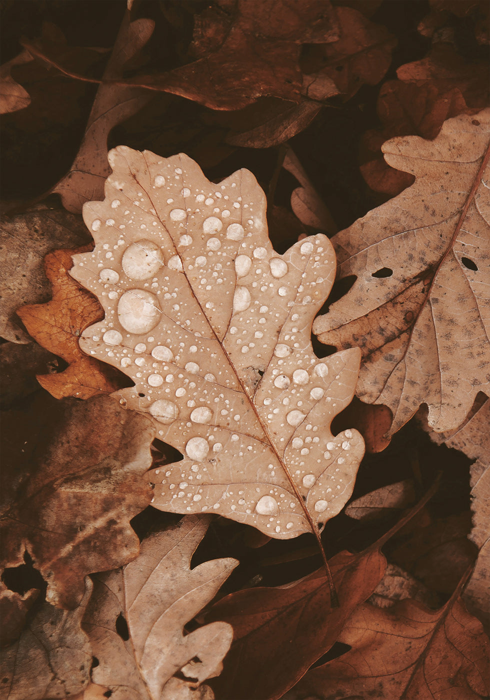Dew-Dappled Autumn Leaves Plakat - Posterbox.dk