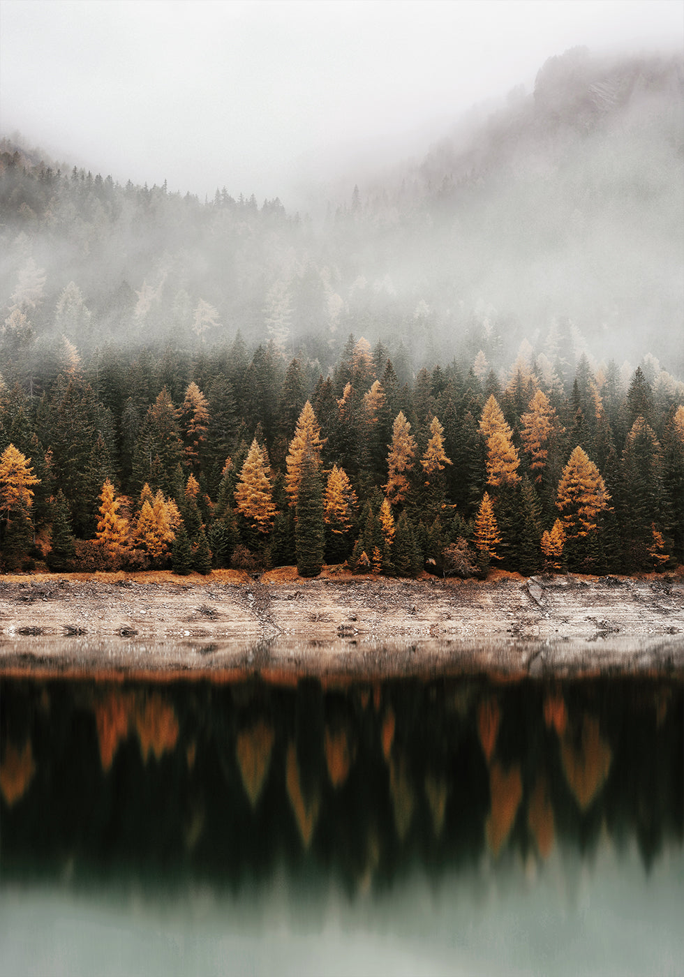 Foggy Autumn Forest Near the Lake Plakat - Posterbox.dk