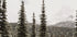 Majestic Fir Trees in the Mountains Plakat - Posterbox.dk