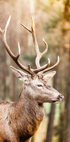 Majestic Red Deer Stag Plakat - Posterbox.dk