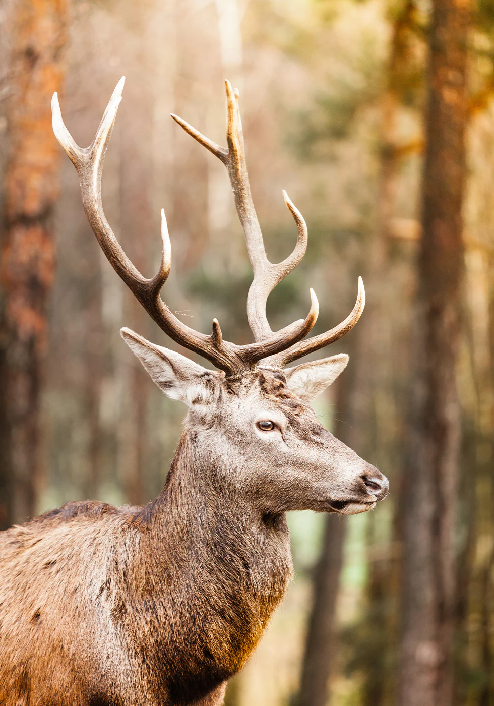 Majestic Red Deer Stag Plakat - Posterbox.dk