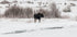 a moose is standing in the snow near a stream