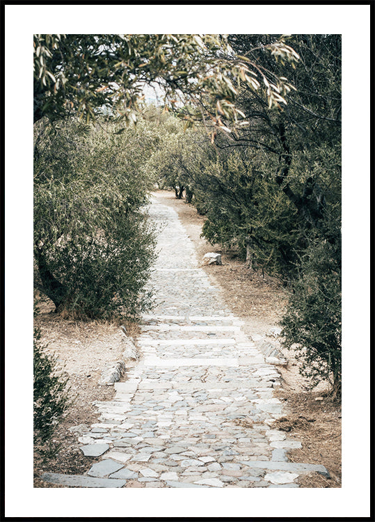 Olive Tree Garden Plakat - Posterbox.dk