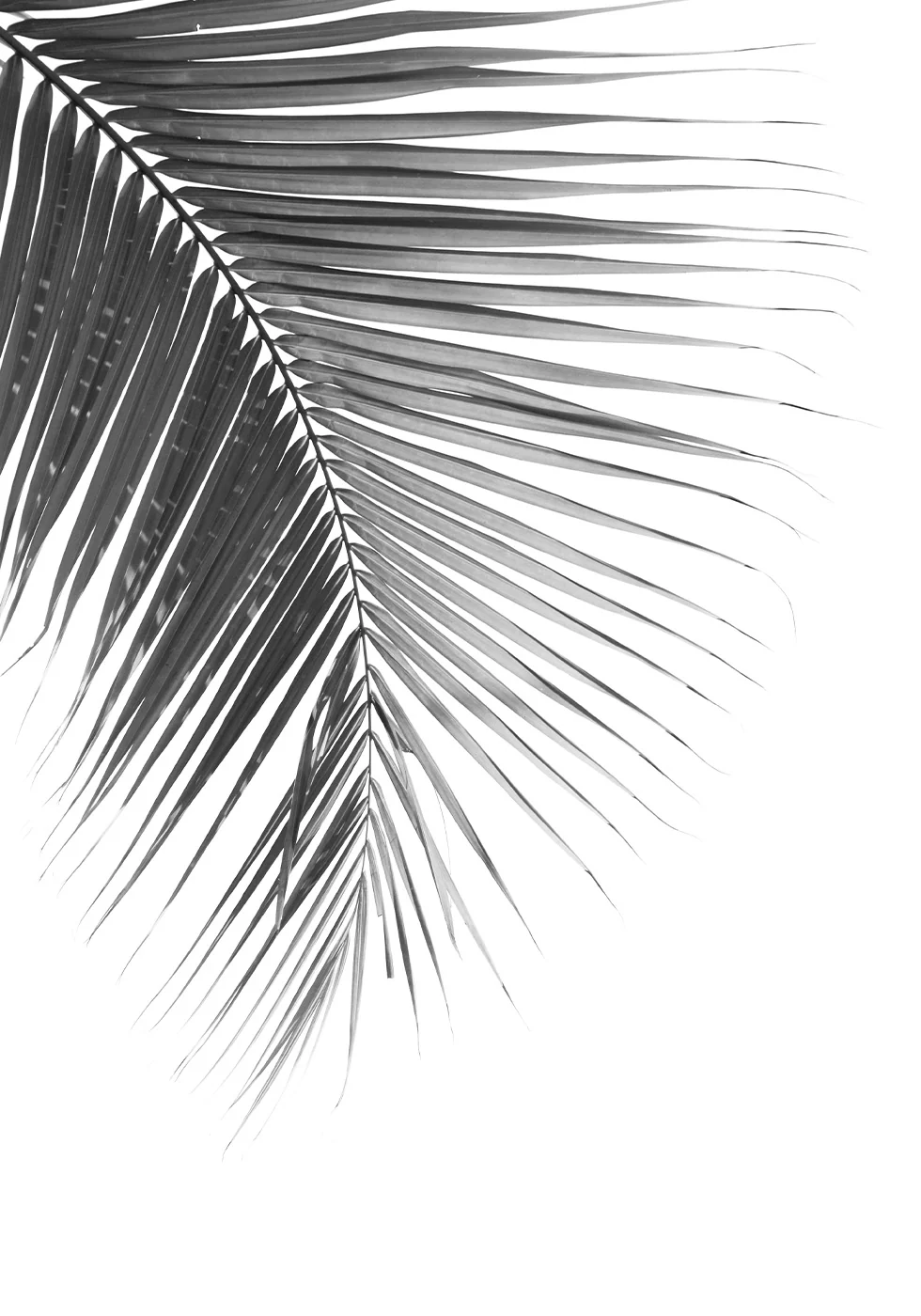 Palm Leaf in Monochrome Plakat - Posterbox.dk