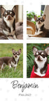 Collage de fotos de mascotas personal - Posterbox
