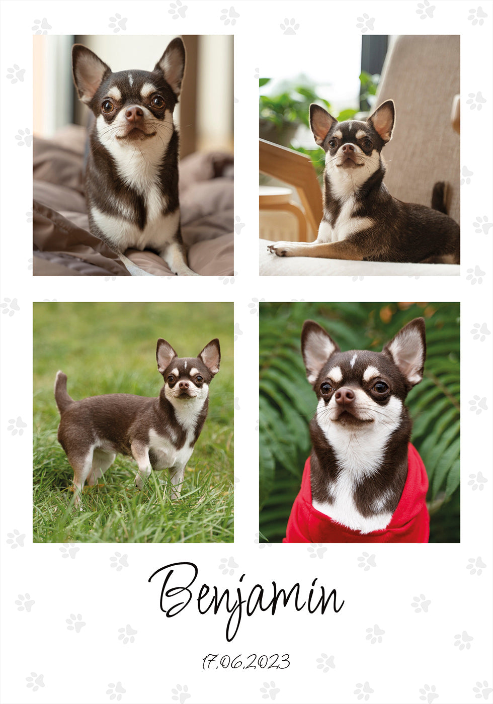 Collage de fotos de mascotas personal - Posterbox