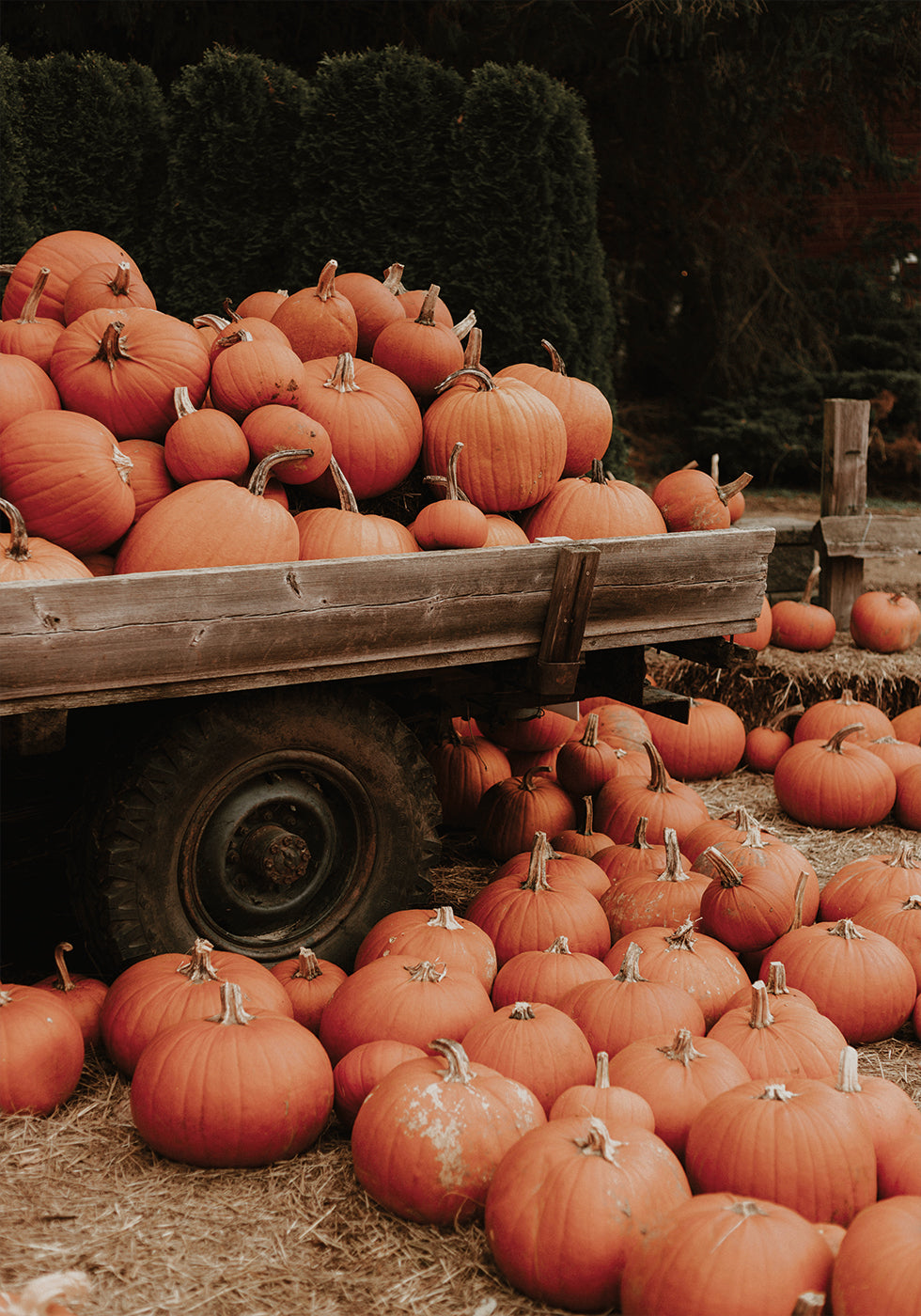 Pumpkin Patch Truck Plakat - Posterbox.dk