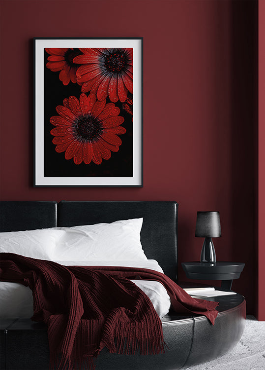 Red Dimorphotheca Flowers with Water Droplets Plakat - Posterbox.dk