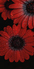 Red Dimorphotheca Flowers with Water Droplets Plakat - Posterbox.dk