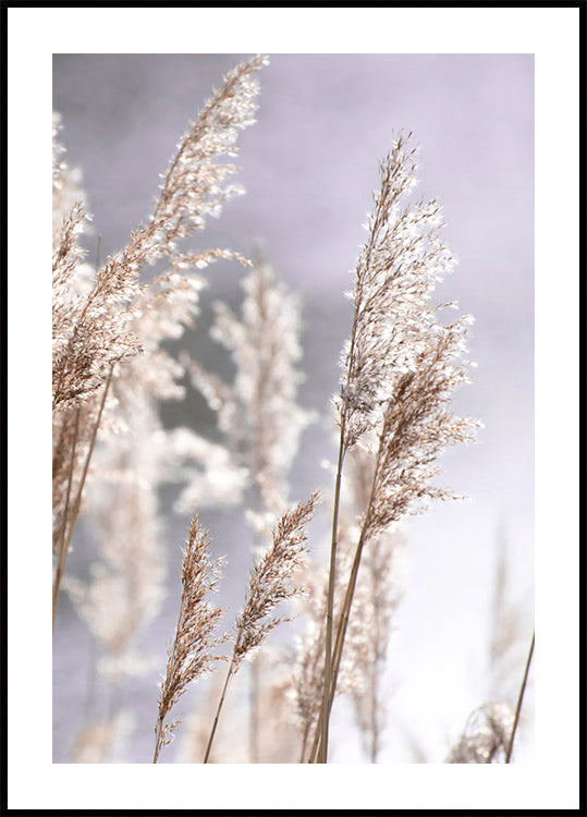 Sunset in the Field, Pampas Grass Nature Plakat - Posterbox.dk