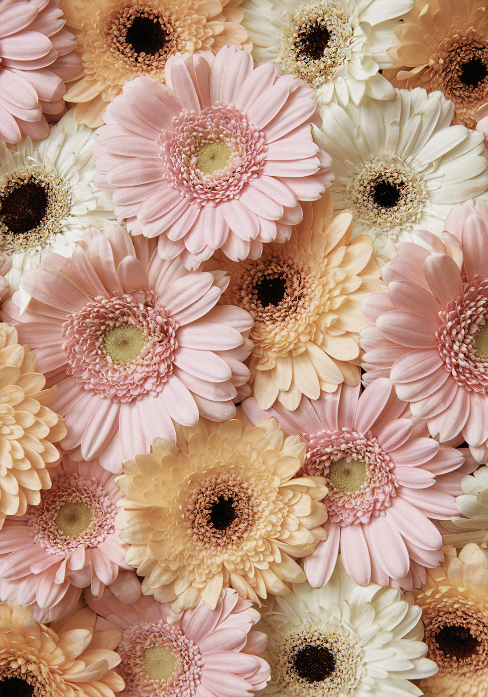 Tender Gerbera Plakat - Posterbox.dk