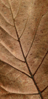 Textured Dry Leaf Plakat - Posterbox.dk