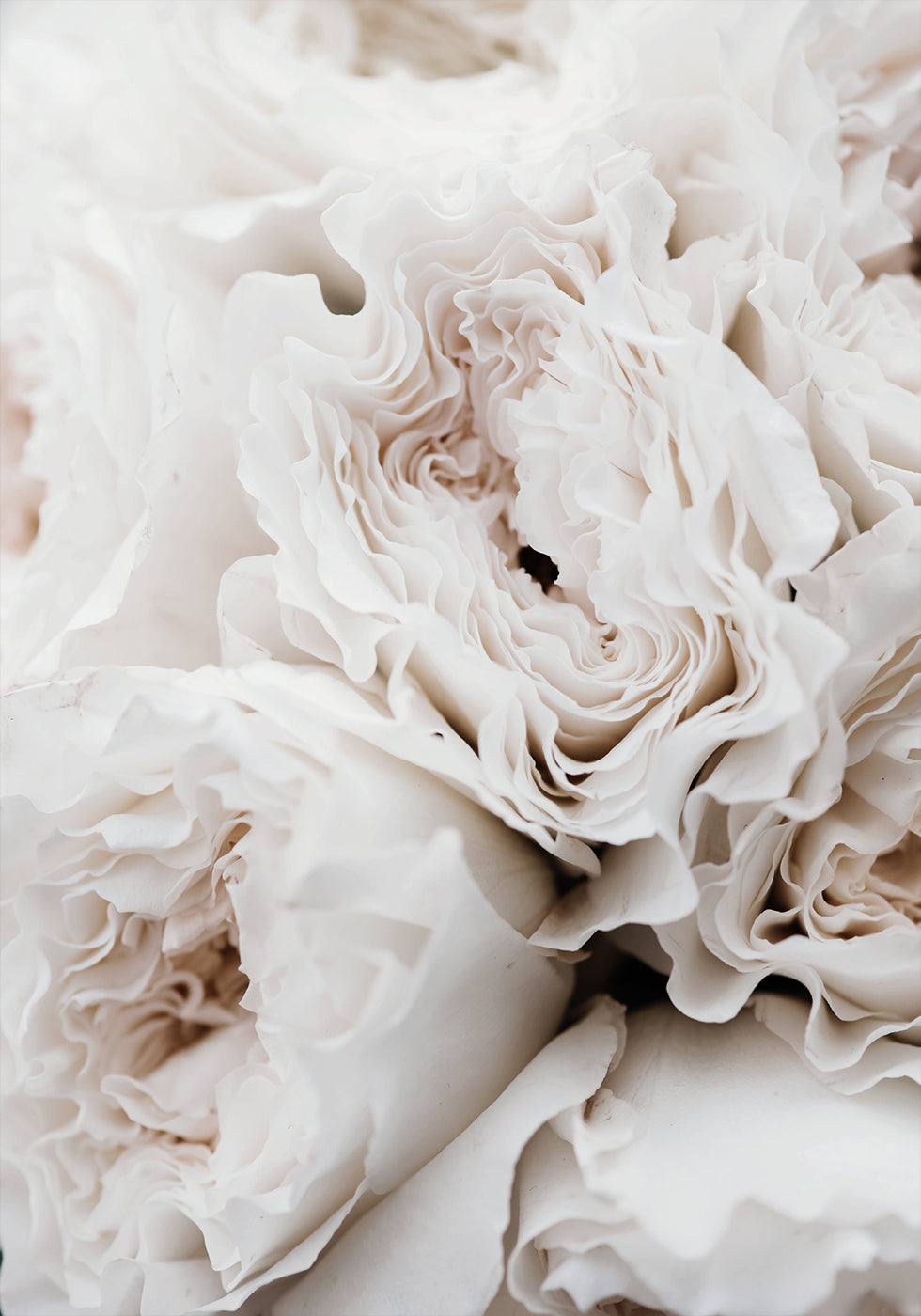 White Blossoming Roses Plakat - Posterbox.dk