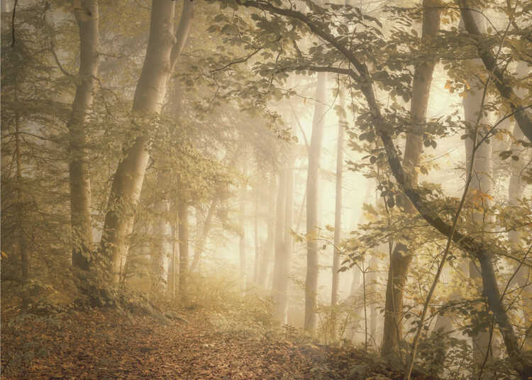 Luz del bosque