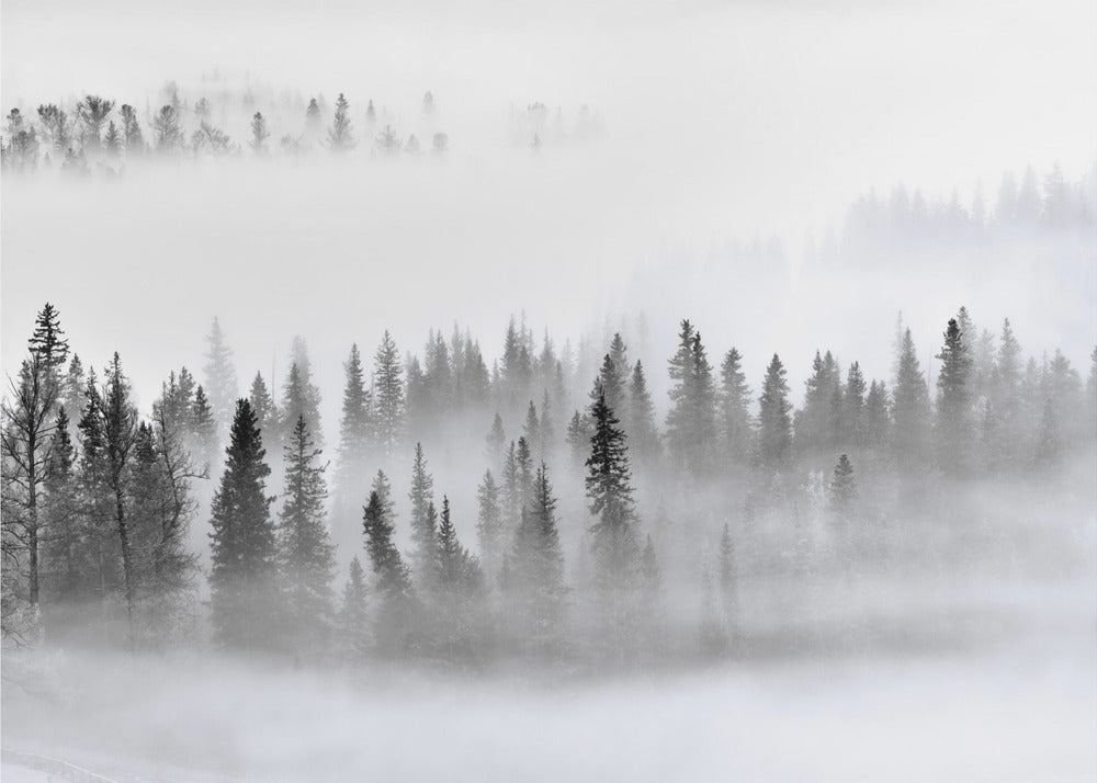 Bosque de niebla
