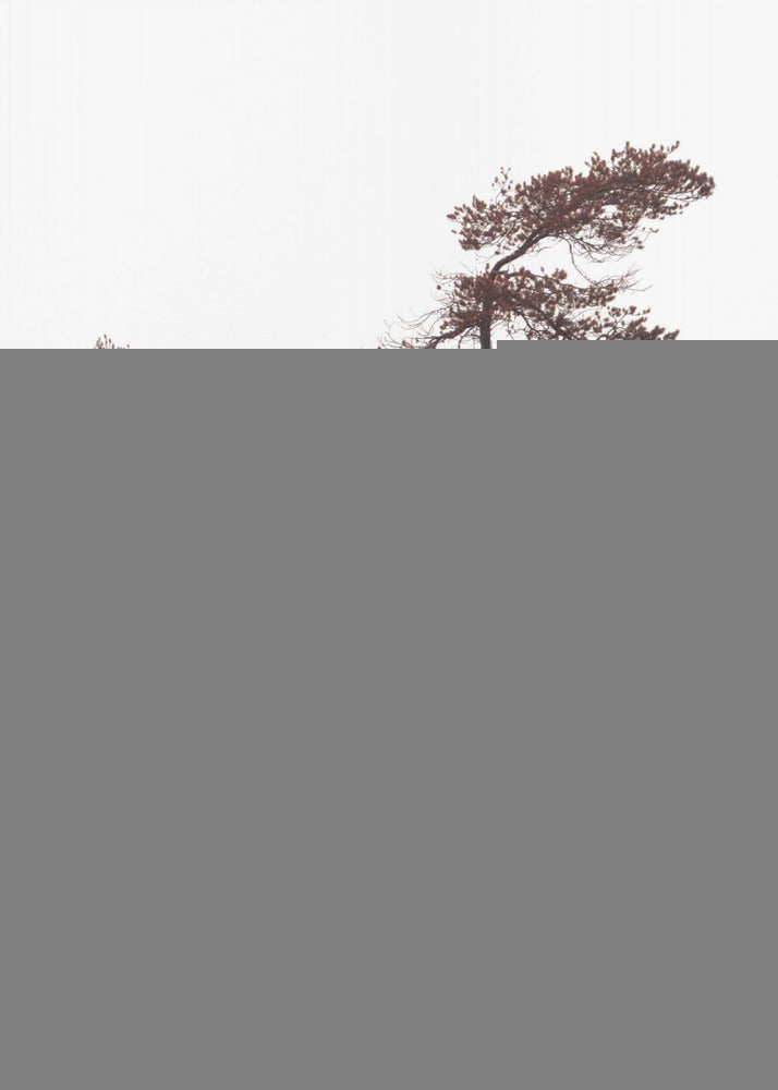 Pinos esculturales Póster