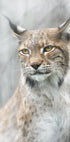 Lynx portrait in the fog Plakat - Posterbox