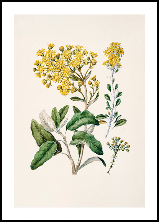 Una ilustración botánica que representa una variedad de flores amarillas y hojas verdes sobre un fondo claro.