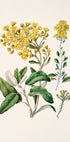 La imagen es una ilustración botánica que presenta una variedad de flores amarillas y hojas verdes.