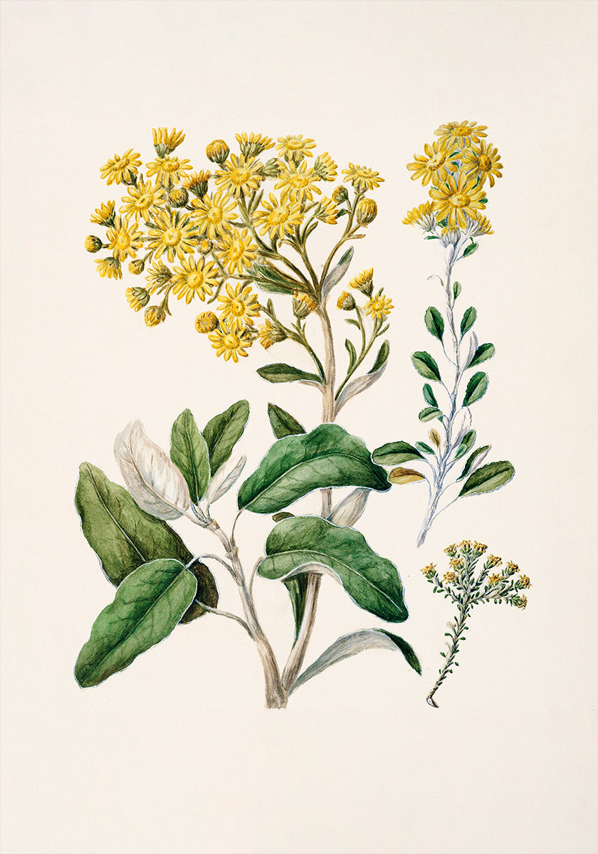 La imagen es una ilustración botánica que presenta una variedad de flores amarillas y hojas verdes.