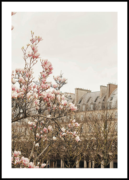 Parismagnoliaii Ratioiso (NEW) - Posterbox