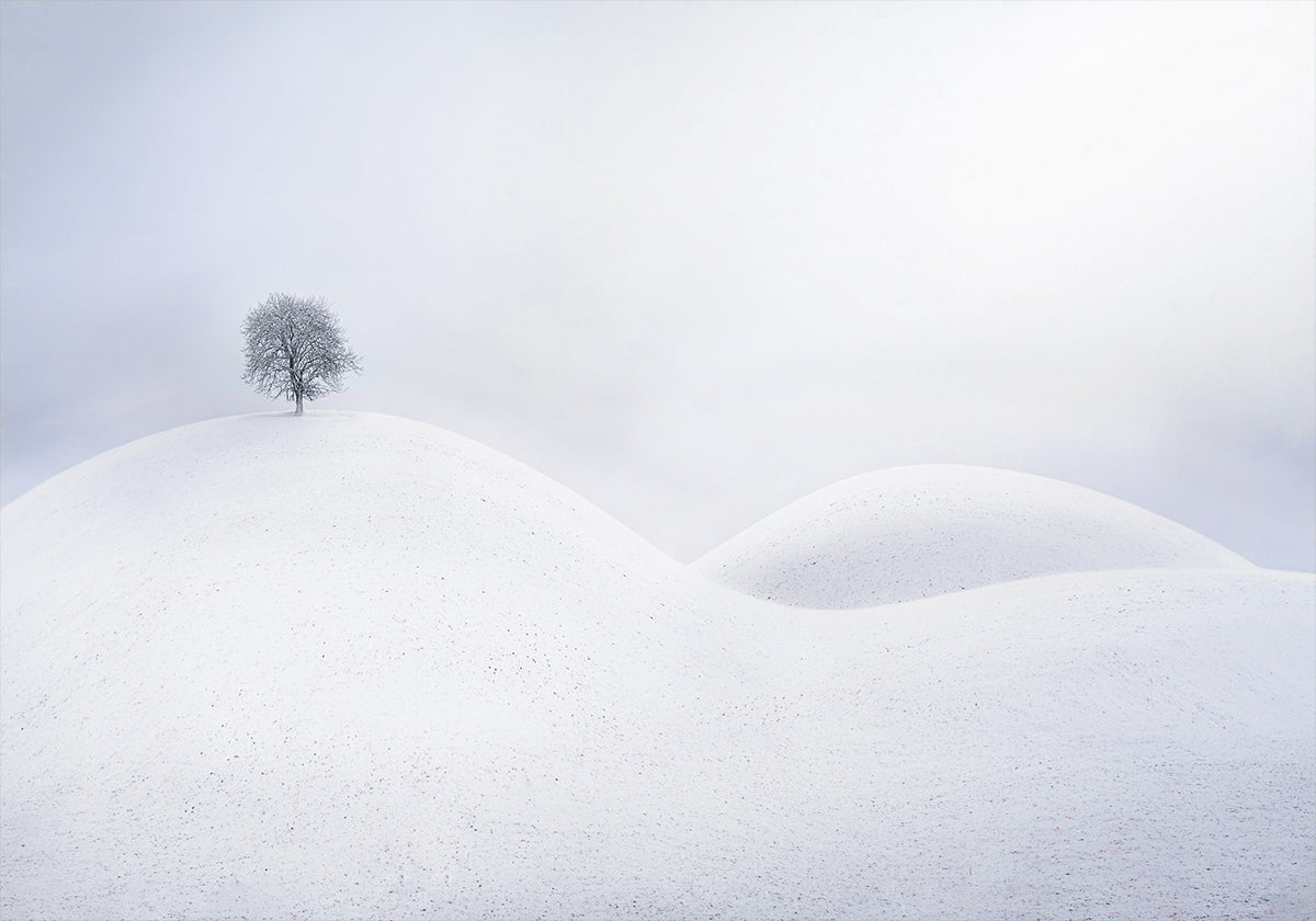 Lone Tree on Winter Dunes Plakat - Posterbox