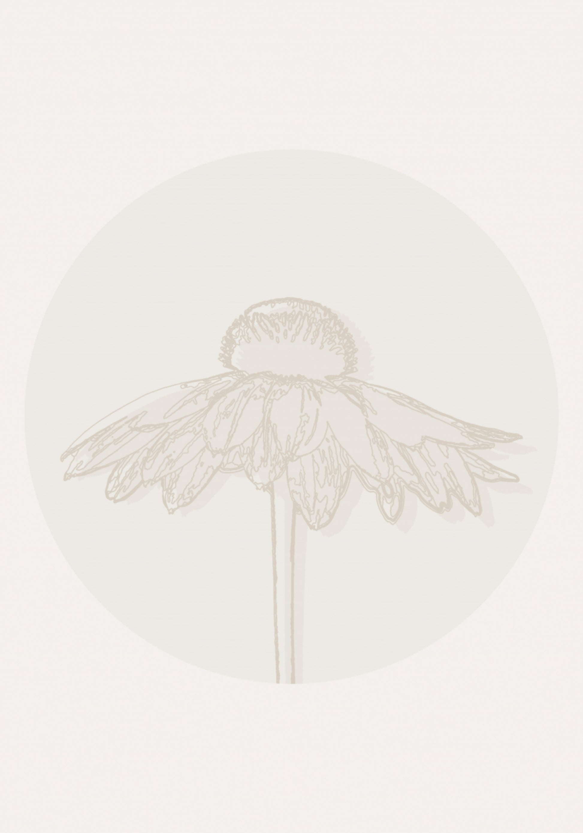 Floración minimalista de equinácea